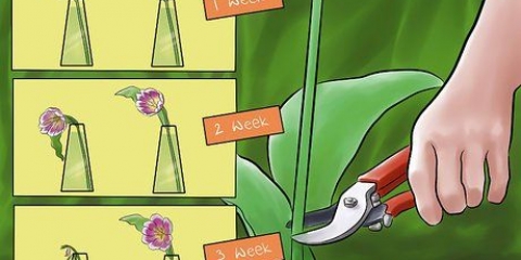 Pasning af friskplukkede tulipaner