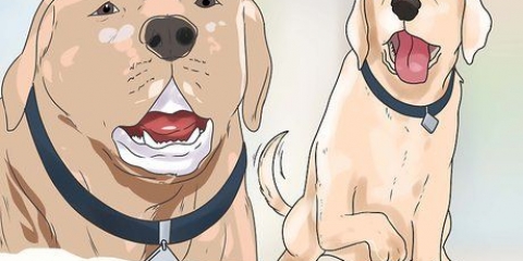Opbygge tillid med en mishandlet hund