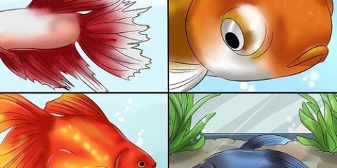 Behandling af fiskesygdomme