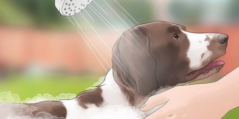 Hold fluer væk fra hunde