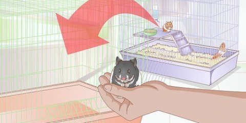 Pasning af en hamster, der er syg eller døende
