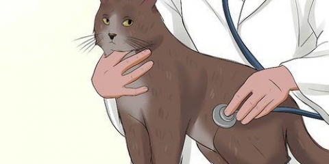 Pasning af en kat med felv