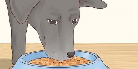 Pasning af en labrador retriever