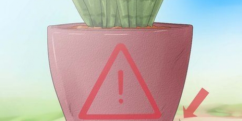 Pleje af en sansevieria