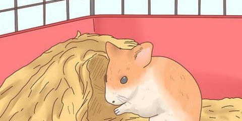 Pasning af hamsterbørn