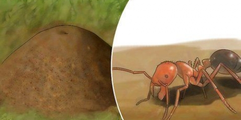 Bekæmpelse af ildmyrer