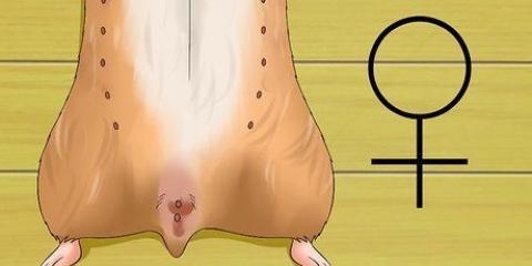 At vide, om din hamster er gravid