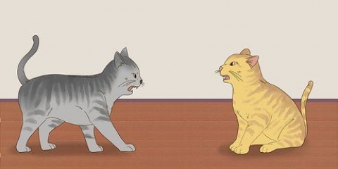 At vide, om katte leger eller slås
