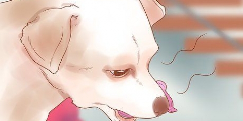 Ved, hvornår din hund er syg