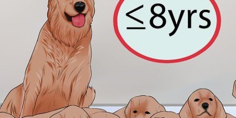At vide, hvornår man skal stoppe med at opdrætte en hunhund