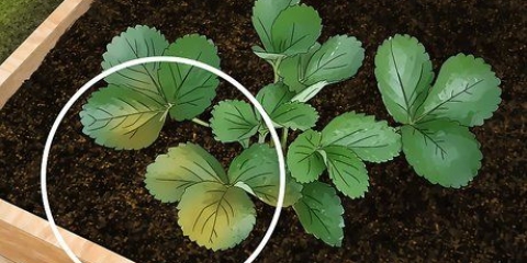 Fix root rot