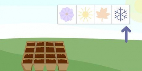 Plantning af frø i en simpel frøbakke