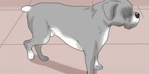 Se om en hund har ondt