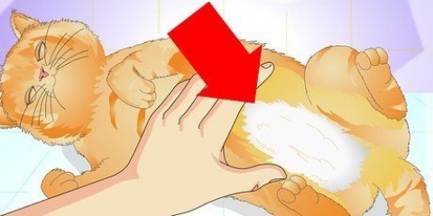 Se om en kat er blevet steriliseret