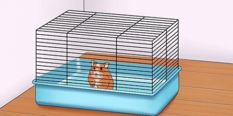 Få din hamster til at stole på dig