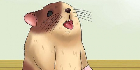 Hold din hamster kølig i varmt vejr