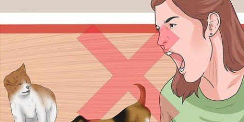 Få dine to hunde til at stoppe med at slås