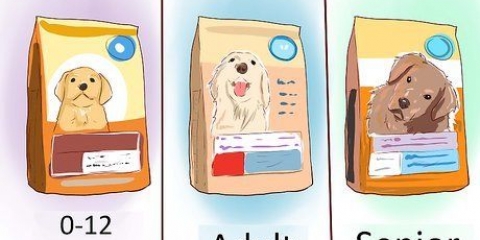 Pleje af en miniaturepuddel