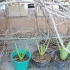 Aloe vera planter