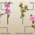 Plantning af azalea