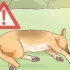 Behandl hedeslag hos hunde