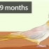 Afgøre, om din cockatiel er en han eller en hun