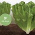 Høst cos salat