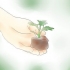 Krysantemum planter