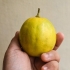 Modne citroner