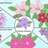 Dyrk clematis