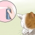 Behandling af konjunktivitis hos katte