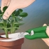 Voksende crassula ovata