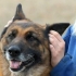 Måling af din hunds temperatur uden at bruge et termometer