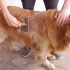 Stigning af en golden retriever-frakke