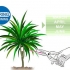 Beskæring af dracaena