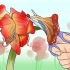 Får en amaryllis til at blomstre igen