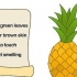 Dyrkning af ananas