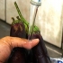 Skrælning af en aubergine