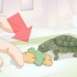 At fodre en babyskildpadde