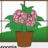 Pleje af en begonia