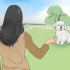 Træning af en bichon frisé