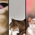 Behandling af et bistik på en kat