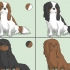At vælge en cavalier king charles spaniel