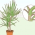 At tage sig af en dracaena