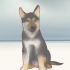 Valg af schæferhundehvalp