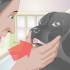 Behandling af en knækket tand hos en hund