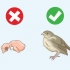 Hjælper en falden redeflyver
