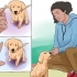 Træning af en golden retriever-hvalp