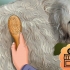 Stigning af en goldendoodle
