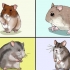 At vælge en hamster